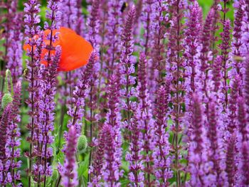 Close-up of lavender flowers growing on field