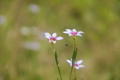 Close-up of pink flowers