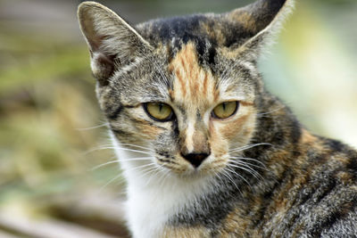 Close-up portrait of tabby cat