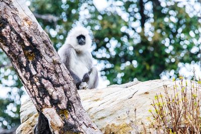 Low angle view of langur sitting on tree