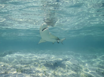 Lemon sharks - negaprion brevirostris - in the shallow water in north bimini, bahamas