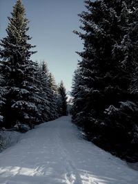 Road passing through forest