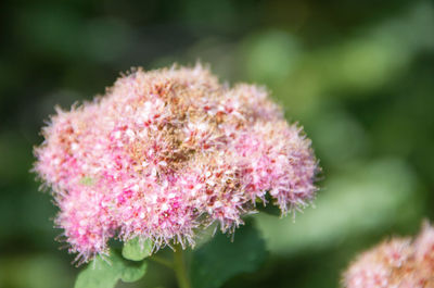 Close-up of pink flowering plant