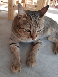 Close-up of a cat resting on floor