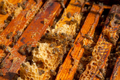 Full frame shot of honey bees