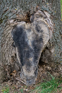 Close-up of tree trunk