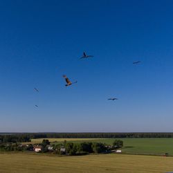 Low angle view of birds flying in sky