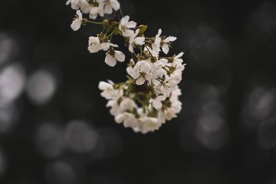 Close-up of white cherry blossoms