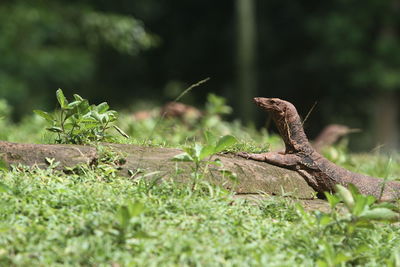 Close-up of lizard on rock