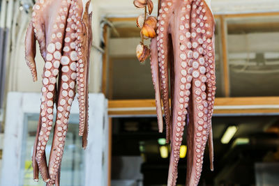 Close-up of octopus hanging in outdoors store for sale