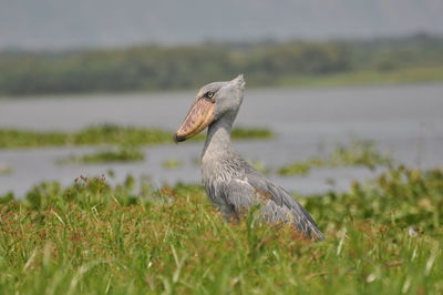 Shoebilled stork on grassy field