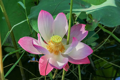 Close-up of pink water lily