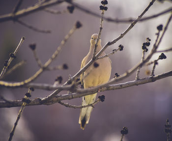 twig