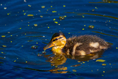 Duck swimming in lake