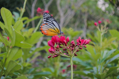 Close-up of butterfly pollinating on pink flower