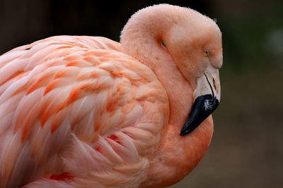 Close-up of flamingo