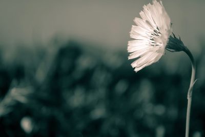 Close-up of white flower blooming outdoors