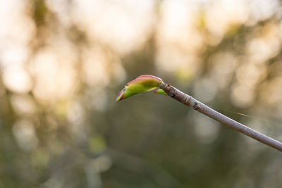 Close-up of plant growing outdoors