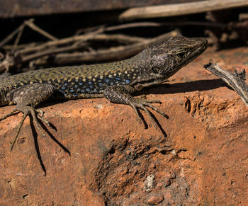 Close-up of lizard on rock