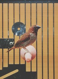 Close-up of bird perching in cage