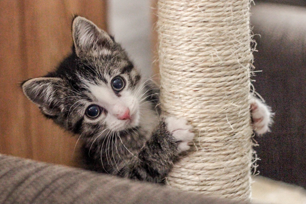 Cat playground