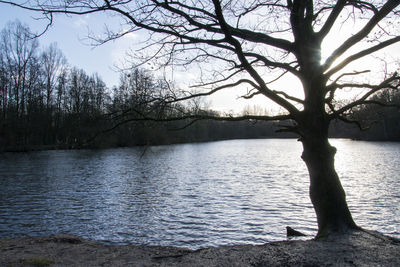 Bare tree by lake against sky