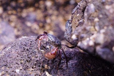 Close-up of spider