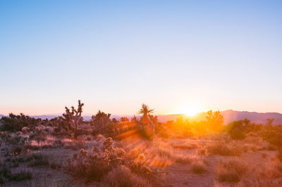 Scenic view of field against clear sky during sunset