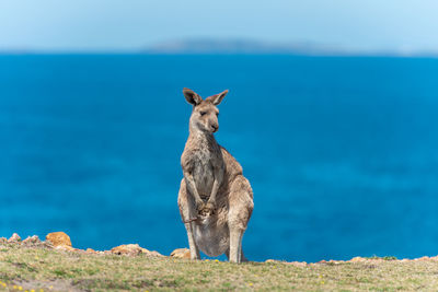 View of giraffe on land