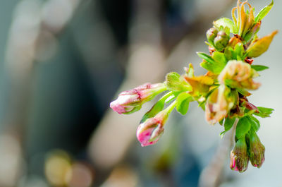 Close-up of pink flowering plant