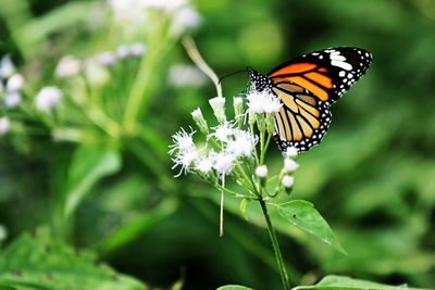 Close-up of butterfly pollinating on flower