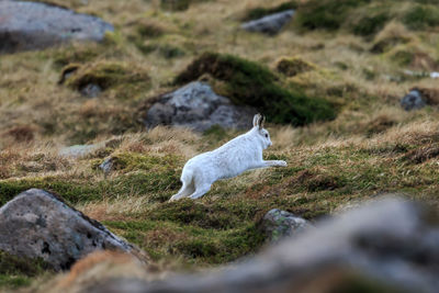 A mountain hare in full flight