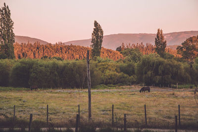 Trees on field against sky