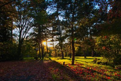 Trees in park during autumn