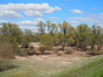 Trees on landscape against sky