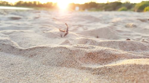 Close-up of bird on beach against sky