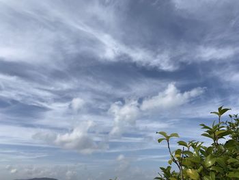 Low angle view of flowering plants against sky