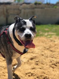 Portrait of dog sticking out tongue on land