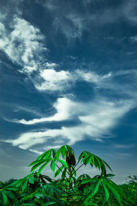 Low angle view of plant growing on land against sky