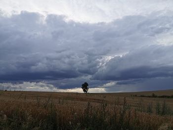 Tree standing on field against sky