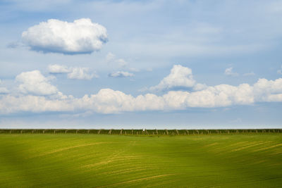 Scenic view of agricultural field against sky