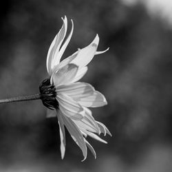 Close-up of flower against blurred background