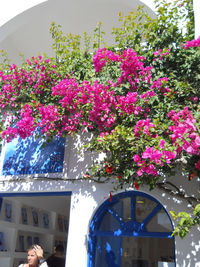 Low angle view of pink flowering plant against building