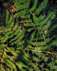 Full frame shot of fern tree