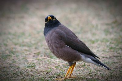 Close-up of bird