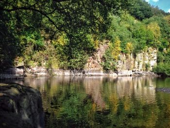 Reflection of trees in water