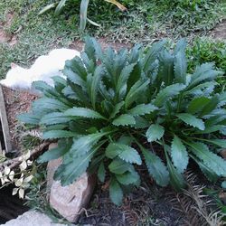 Plants growing on a tree