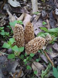 High angle view of mushrooms growing on field