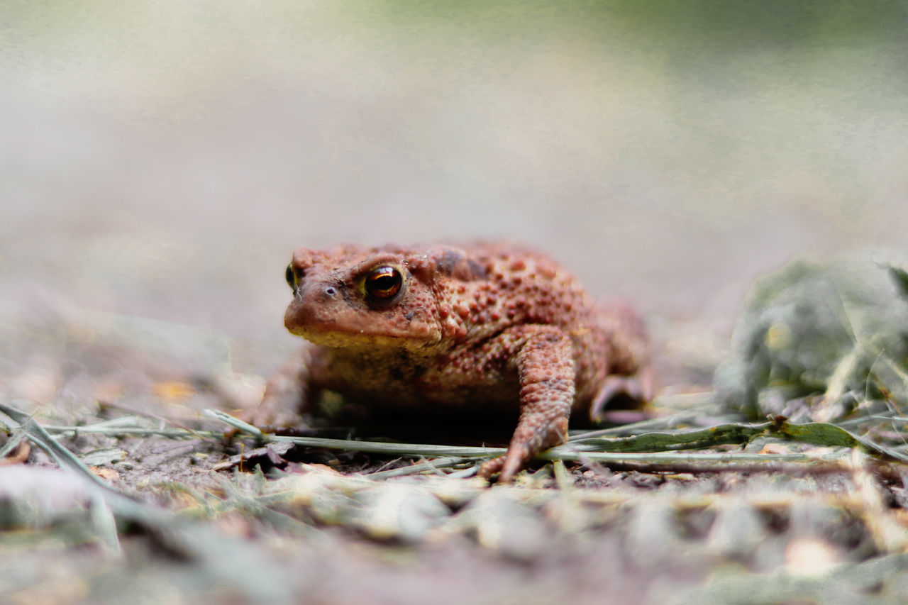 animal themes, one animal, animal wildlife, animal, animals in the wild, selective focus, vertebrate, no people, reptile, lizard, nature, close-up, day, outdoors, land, amphibian, plant, zoology, plant part, surface level