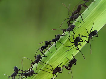 Close-up of butterfly on flower